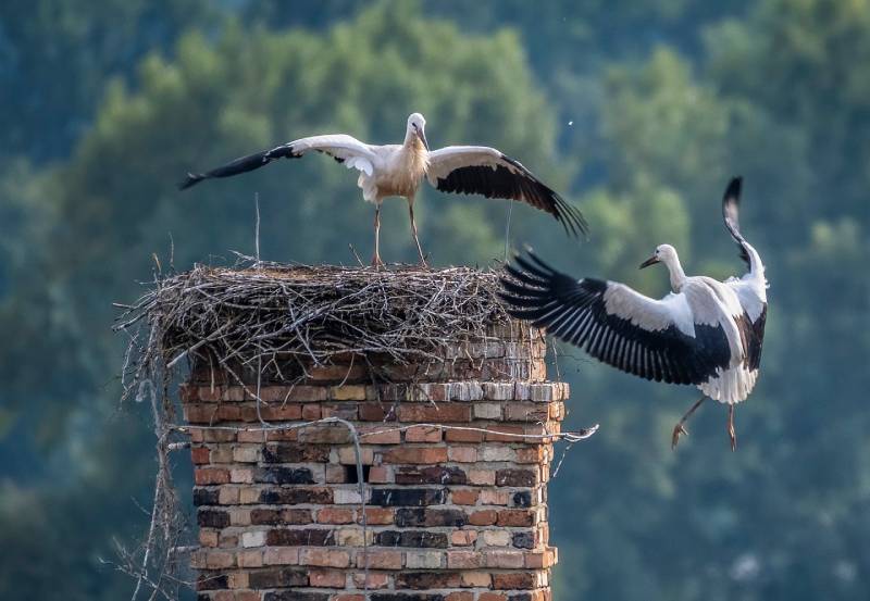 Professional Chimney Animal Removal Services in Stanton, California