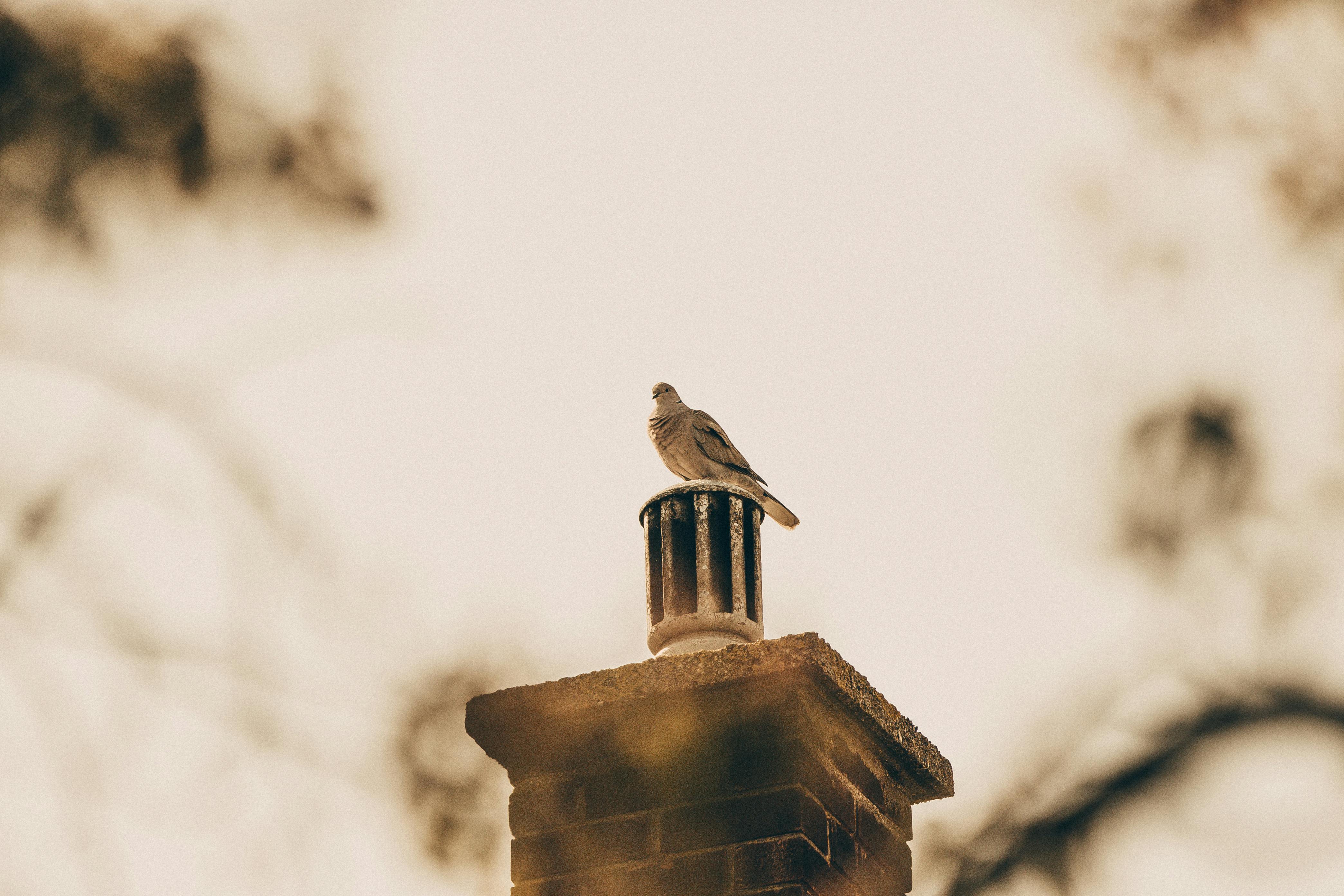 Expert Chimney Cap Installation in Stanton, California